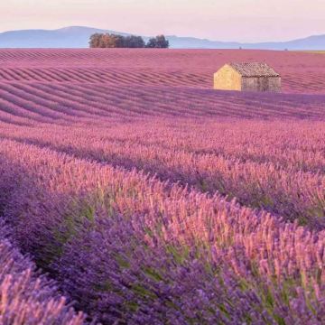 法国马赛+艾克斯+尼斯+瑞士日内瓦+洛桑+苏黎世14日私家团 法国马赛+艾克斯+尼斯+瑞士日内瓦+洛桑+苏黎世14日私家团