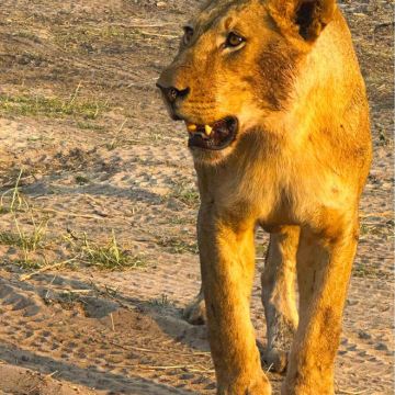 纳米比亚+津巴布韦+赞比亚+博茨瓦纳15日跟团游 纳米比亚+津巴布韦+赞比亚+博茨瓦纳15日跟团游