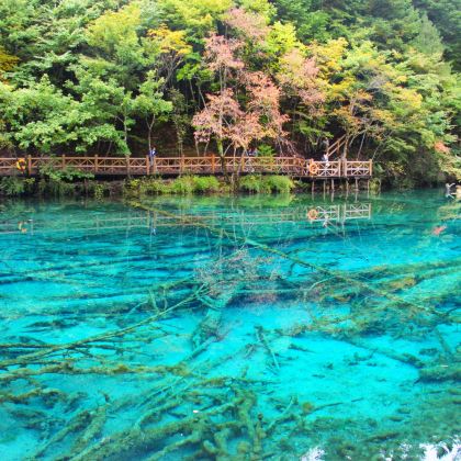 成都+九寨沟风景区+黄龙风景名胜区+重庆+武隆天生三桥+龙水峡地缝+仙女山国家森林公园+大足石刻10日9晚私家团