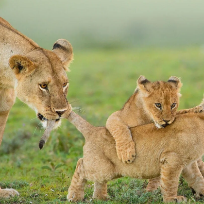 坦桑尼亚+塞伦盖蒂国家公园+塔兰吉雷国家公园+恩戈罗恩戈罗火山口8日6晚跟团游 坦桑尼亚+塞伦盖蒂国家公园+塔兰吉雷国家公园+恩戈罗恩戈罗火山口8日6晚跟团游