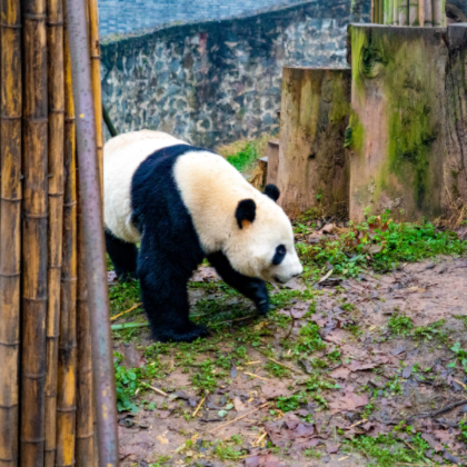 成都+九寨沟+都江堰景区6日5晚私家团