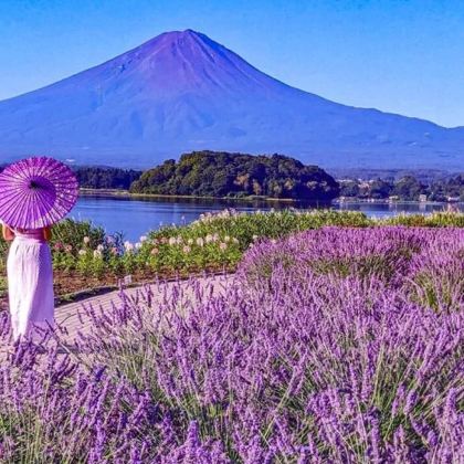 日本大阪+奈良+京都+东京6日5晚跟团游 日本大阪+奈良+京都+东京6日5晚跟团游