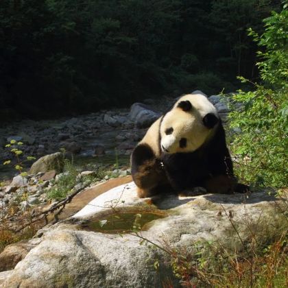 亲近自然·秦岭5天4晚动植物观察博物亲子营【深入秦岭】【两大自然保护区官方证书】【西安机场/高铁接送机】寻找野生大熊猫、金丝猴的踪迹+红外相机安装+观测野生朱鹮+PBL项目式学习+秦岭纸文化体验+12岁以上可单飞！