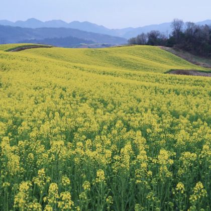 汉中+诸葛古镇3日2晚私家团 汉中+诸葛古镇3日2晚私家团