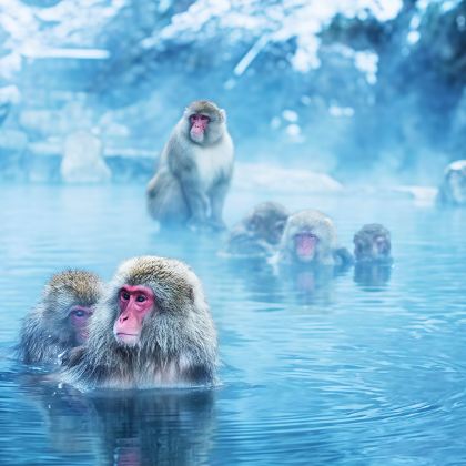 名古屋+新穗高缆车+草津温泉+白川乡+高山阵屋+松本城+地狱谷野猿公苑7日6晚拼小团 名古屋+新穗高缆车+草津温泉+白川乡+高山阵屋+松本城+地狱谷野猿公苑7日6晚拼小团