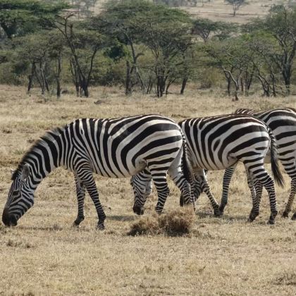 肯尼亚+坦桑尼亚14日13晚跟团游 肯尼亚+坦桑尼亚14日13晚跟团游