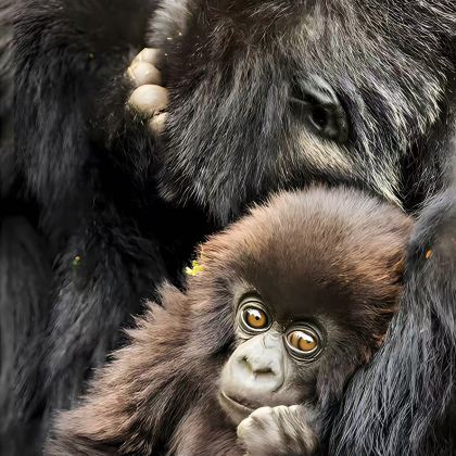 卢旺达+乌干达13日12晚私家团 卢旺达+乌干达13日12晚私家团