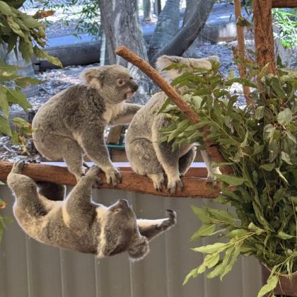 澳大利亚布里斯班+莫顿岛4日3晚私家团 澳大利亚布里斯班+莫顿岛4日3晚私家团