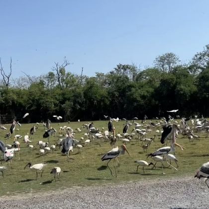 泰国曼谷曼谷野生动物世界+清迈夜间野生动物园+秘密大象营+塔佩门+大皇宫+粘粘瀑布7日6晚拼小团 泰国曼谷曼谷野生动物世界+清迈夜间野生动物园+秘密大象营+塔佩门+大皇宫+粘粘瀑布7日6晚拼小团
