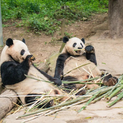 亲近自然·成都5日亲子营,沉浸式大熊猫义工体验、探秘三星堆、当川菜小厨师、了解非遗川剧文化,更有3大研学证书加持... 亲近自然·成都5日亲子营,沉浸式大熊猫义工体验、探秘三星堆、当川菜小厨师、了解非遗川剧文化,更有3大研学证书加持...