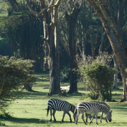 肯尼亚+安波塞利国家公园+马赛马拉国家保护区+奈瓦沙10日7晚私家团