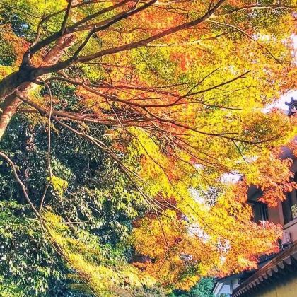 日本名古屋+白川乡+香岚溪6日5晚跟团游 日本名古屋+白川乡+香岚溪6日5晚跟团游