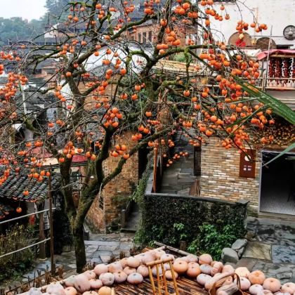 婺源+宏村3日2晚跟团游 婺源+宏村3日2晚跟团游