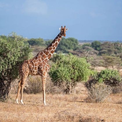 肯尼亚+地狱之门国家公园+纳库鲁湖国家公园+马赛马拉国家保护区10日9晚私家团