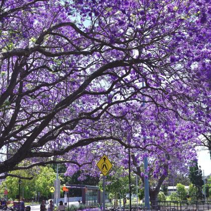 澳大利亚11日8晚私家团 澳大利亚11日8晚私家团