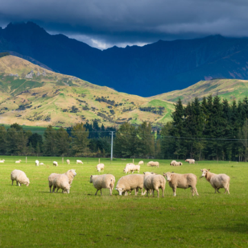 新西兰奥克兰大区+罗托鲁瓦+基督城+特卡波+瓦纳卡+皇后镇11日8晚私家团 新西兰奥克兰大区+罗托鲁瓦+基督城+特卡波+瓦纳卡+皇后镇11日8晚私家团