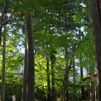 日本大阪+京都+奈良+东京+富士山7日6晚跟团游 日本大阪+京都+奈良+东京+富士山7日6晚跟团游