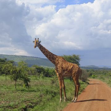 卢旺达+Akagera National Park Rwanda3日2晚私家团 卢旺达+Akagera National Park Rwanda3日2晚私家团