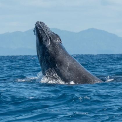 马达加斯加+毛里求斯11日10晚私家团 马达加斯加+毛里求斯11日10晚私家团