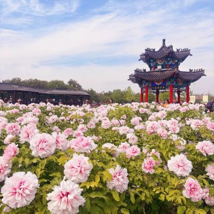 中国山东菏泽曹州牡丹园2日1晚跟团游 中国山东菏泽曹州牡丹园2日1晚跟团游