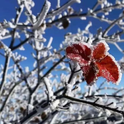 黄山+宏村2日1晚跟团游 黄山+宏村2日1晚跟团游