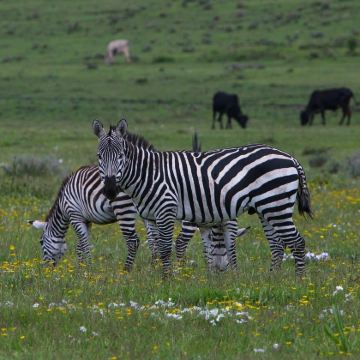 坦桑尼亚塞伦盖蒂+桑给巴尔岛+恩戈罗恩戈罗火山口+塔兰吉雷国家公园8日7晚私家团 坦桑尼亚塞伦盖蒂+桑给巴尔岛+恩戈罗恩戈罗火山口+塔兰吉雷国家公园8日7晚私家团