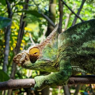 马达加斯加7日6晚私家团 马达加斯加7日6晚私家团