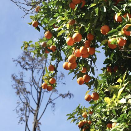 西班牙+葡萄牙14日12晚私家团 西班牙+葡萄牙14日12晚私家团