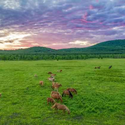 元上都遗址+锡林郭勒盟草原+达里湖+玉龙沙湖6日5晚跟团游 元上都遗址+锡林郭勒盟草原+达里湖+玉龙沙湖6日5晚跟团游