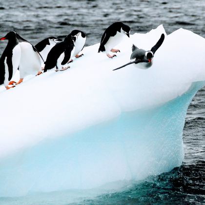 南极洲+阿根廷+巴西+乌拉圭25日跟团游 南极洲+阿根廷+巴西+乌拉圭25日跟团游