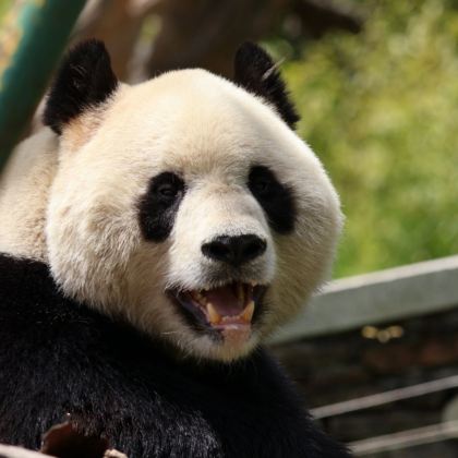 重庆4日3晚私家团 重庆4日3晚私家团