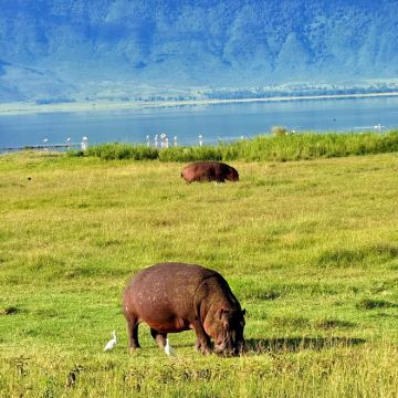 坦桑尼亚+塞伦盖蒂国家公园+恩戈罗恩戈罗火山口+桑给巴尔岛12日10晚跟团游 坦桑尼亚+塞伦盖蒂国家公园+恩戈罗恩戈罗火山口+桑给巴尔岛12日10晚跟团游