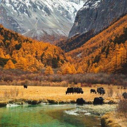 都江堰+稻城亚丁+四姑娘山+鱼子西+新都桥8日7晚自由行 都江堰+稻城亚丁+四姑娘山+鱼子西+新都桥8日7晚自由行