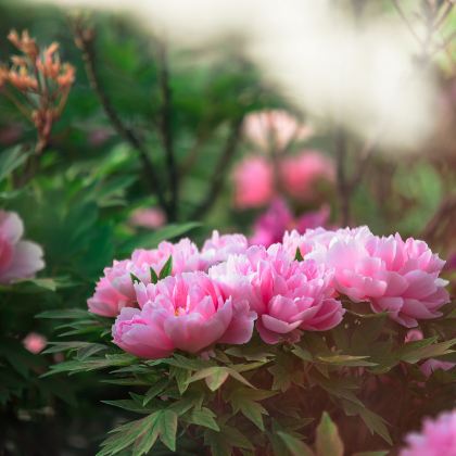 郑州+开封+洛阳+老君山景区5日4晚私家团 郑州+开封+洛阳+老君山景区5日4晚私家团