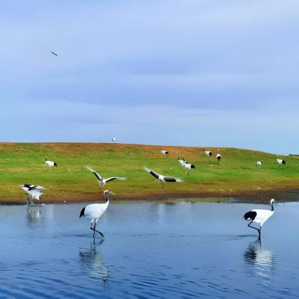 盐城丹顶鹤湿地生态旅游区+大洋湾生态旅游景区3日2晚私家团 盐城丹顶鹤湿地生态旅游区+大洋湾生态旅游景区3日2晚私家团