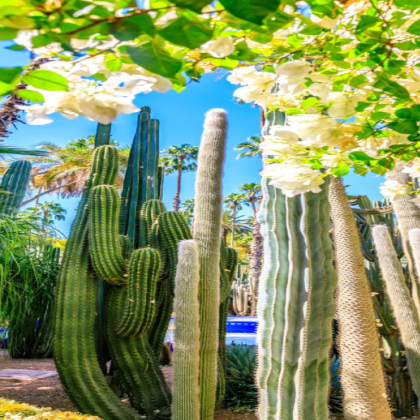 摩洛哥+突尼斯16日15晚自由行 摩洛哥+突尼斯16日15晚自由行