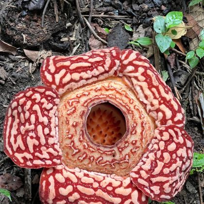 马来西亚吉隆坡+仙本那卡帕莱岛+沙巴Kawa红树林+京那巴鲁山9日8晚私家团 马来西亚吉隆坡+仙本那卡帕莱岛+沙巴Kawa红树林+京那巴鲁山9日8晚私家团