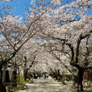 日本九州+福冈+北九州+丝岛市5日4晚跟团游 日本九州+福冈+北九州+丝岛市5日4晚跟团游