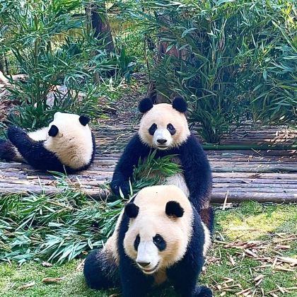 都江堰+青城山+三星堆博物馆+成都大熊猫繁育研究基地+杜甫草堂+武侯祠3日2晚跟团游