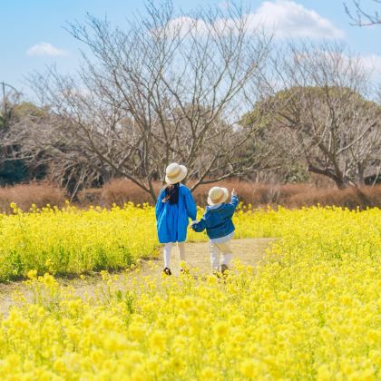 日本九州+福冈+熊本+大分5日4晚私家团 日本九州+福冈+熊本+大分5日4晚私家团