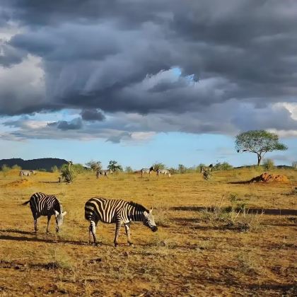 肯尼亚+坦桑尼亚9日8晚私家团 肯尼亚+坦桑尼亚9日8晚私家团