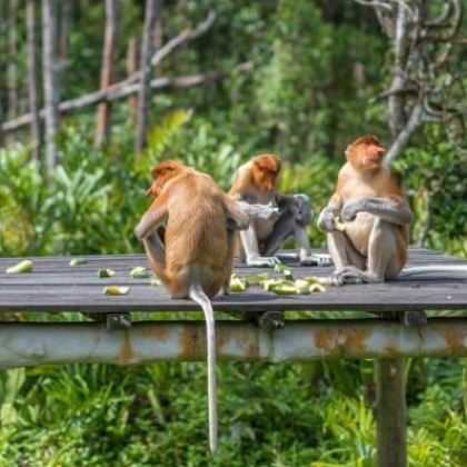 亲近自然丨马来西亚·婆罗洲+山打根+亚庇游学6天5晚亲子营【5-16岁】【热带雨林科考+生物多样性研究+珍惜植物观察+丛林野生动物追踪+濒临动物探究+猩猩保护计划】