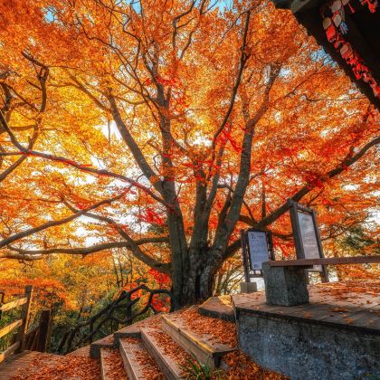 成都+光雾山旅游景区+米仓山国家森林公园+阆中古城+白衣古镇5日4晚私家团 成都+光雾山旅游景区+米仓山国家森林公园+阆中古城+白衣古镇5日4晚私家团