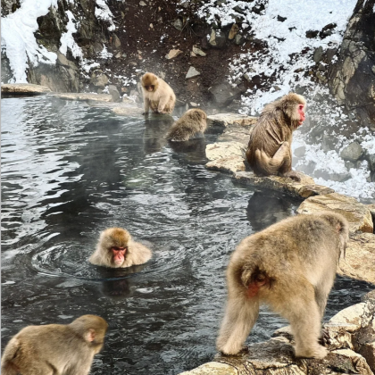 日本东京+轻井泽町+草津町8日7晚私家团 日本东京+轻井泽町+草津町8日7晚私家团