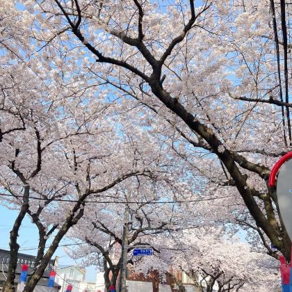 韩国济州岛2日1晚自由行 韩国济州岛2日1晚自由行