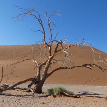 南非+纳米比亚+津巴布韦+赞比亚+博茨瓦纳20日私家团 南非+纳米比亚+津巴布韦+赞比亚+博茨瓦纳20日私家团