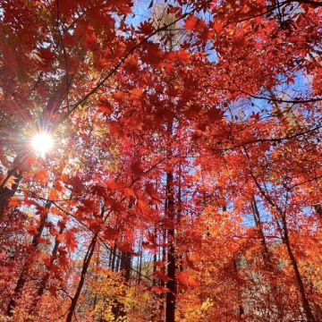阆中古城+光雾山旅游景区+米仓山国家森林公园3日2晚私家团 阆中古城+光雾山旅游景区+米仓山国家森林公园3日2晚私家团