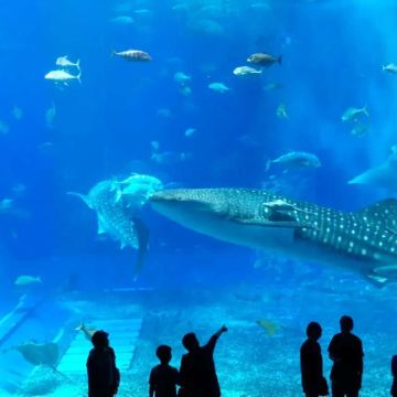 日本冲绳市6日5晚跟团游 日本冲绳市6日5晚跟团游