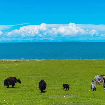 西宁+格尔木+茫崖+大柴旦+敦煌+张掖+嘉峪关12日11晚私家团 西宁+格尔木+茫崖+大柴旦+敦煌+张掖+嘉峪关12日11晚私家团