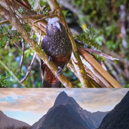 新西兰5日4晚私家团 新西兰5日4晚私家团